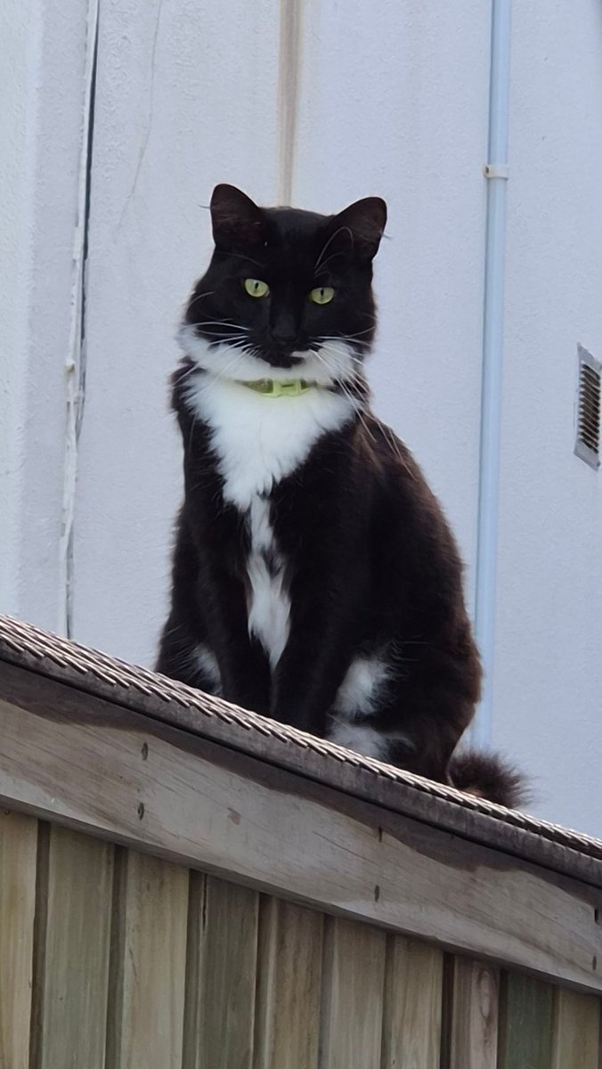 GallopingBrenda's tweet photo. @AlexJayZA Your grand kitty (yes, that's the one and only Ozzy) &amp; I wish you a very, very happy birthday 🎂😁 https://t.co/5vUomufxPB