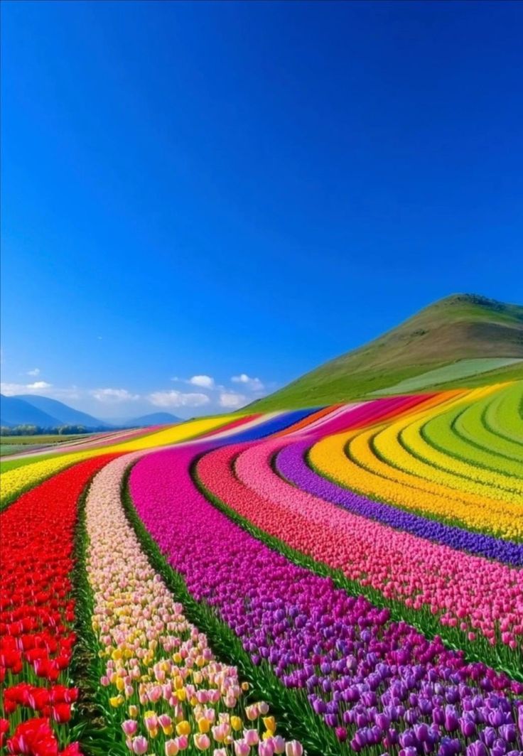 amazingine's tweet photo. Tulips field https://t.co/KaVvrO1Jjv