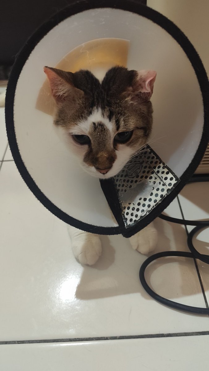 No_Vicka's tweet photo. Horee gon sudah lepas perban. Telinga nya jadi keriting. Gapapa ya Gon tetep ganteng🫶🏼. Telinga nya masih ada rongga tapi kopong ky isi udara gt, kata dokter gapapa buka perban asal tetap pake collar, semoga gak terisi cairan lagi ya Gon https://t.co/dMBrKcK5Ai