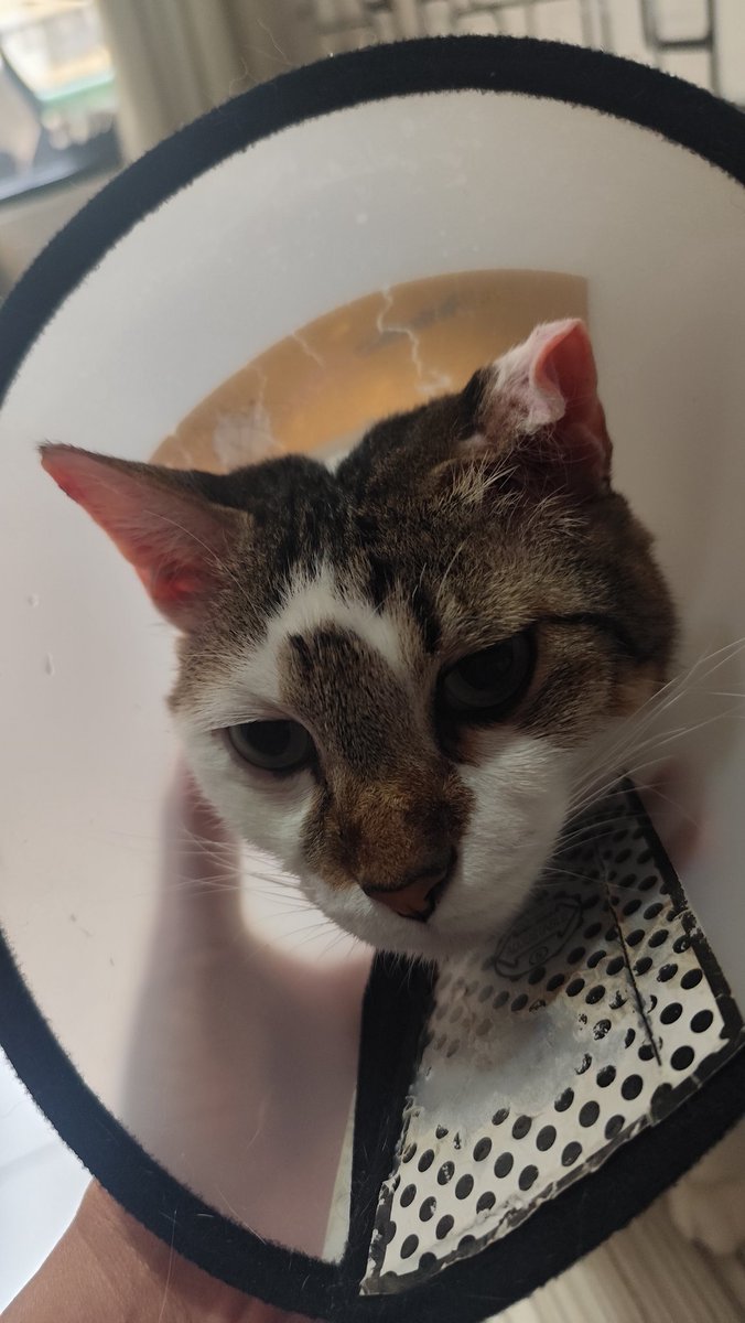 No_Vicka's tweet photo. Horee gon sudah lepas perban. Telinga nya jadi keriting. Gapapa ya Gon tetep ganteng🫶🏼. Telinga nya masih ada rongga tapi kopong ky isi udara gt, kata dokter gapapa buka perban asal tetap pake collar, semoga gak terisi cairan lagi ya Gon https://t.co/dMBrKcK5Ai