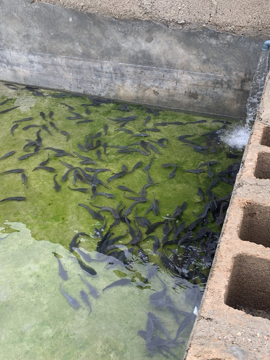 PrinceAdotimi's tweet photo. Congratulations to my brother, he started cat fish business at 20, please wish me well 🥳 https://t.co/JozTw9K20b