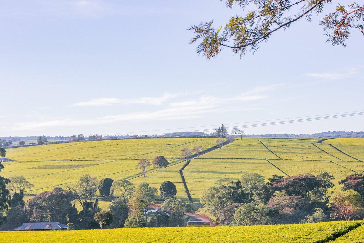 DaviesKinanga's tweet photo. Kericho is beautiful 😍 

#SafalEyeInTheWild #FrameYourFuture https://t.co/KW523Uj621