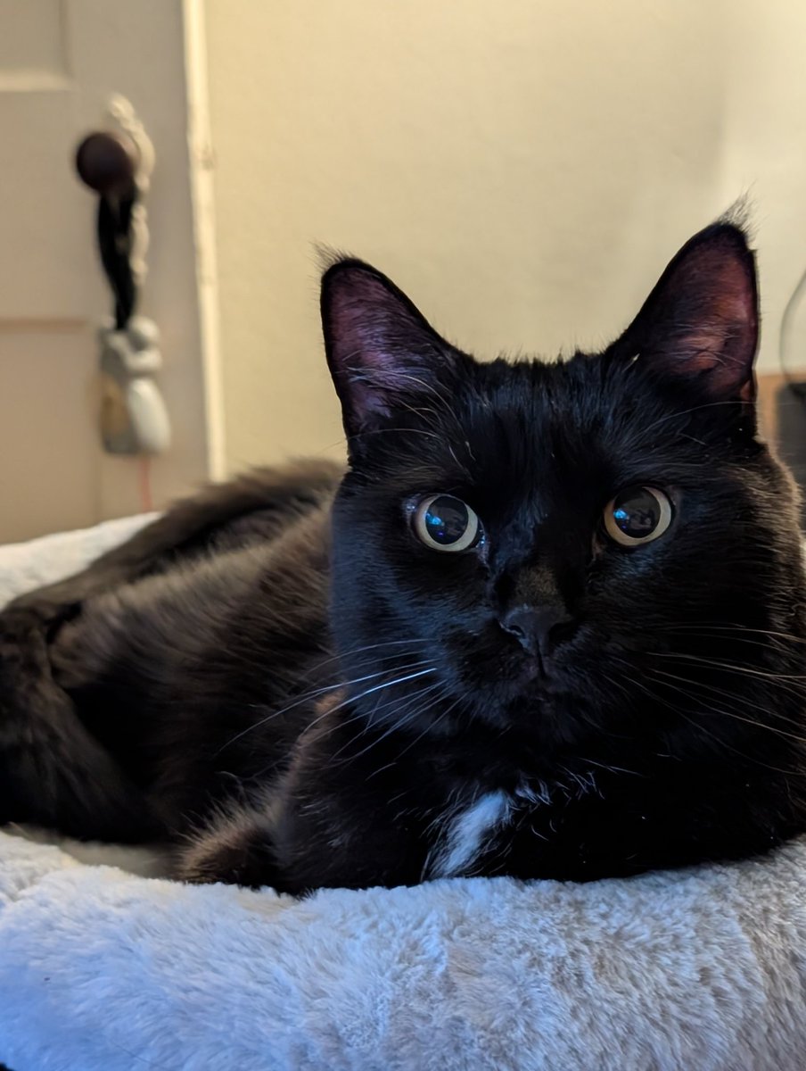 BreeCleave's tweet photo. @PrincessKitti I have a girl cat I would test it on if that counts https://t.co/evS6lNHKiB
