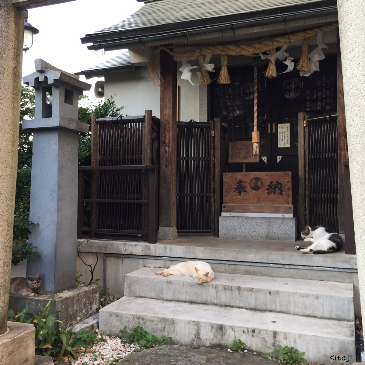 NapKitaji's tweet photo. 撮りためた猫写真をたれ流し🐱

神社猫 ニャ〜 https://t.co/4IAHkT1Rob