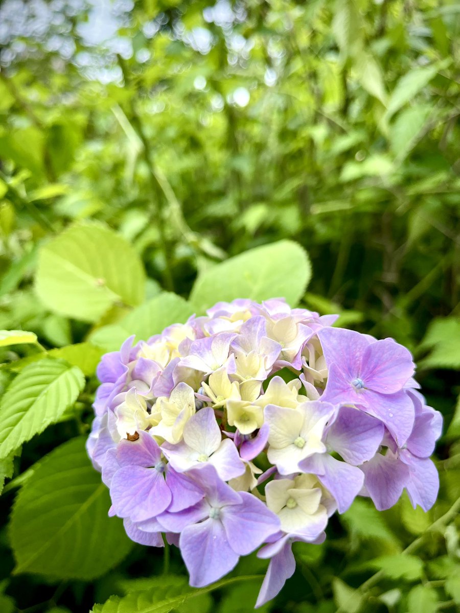 nobuspe's tweet photo. こんばんは。
岡山市は小雨☔️
ツツジ🌺の次に紫陽花の季節と
なりました🐌
これから帰ります♪
みなさん、帰り道ご安全に👀
٩( 'ω' )و ｸﾙﾏﾆｷｦﾂｹﾃ https://t.co/tiSUhQACgl