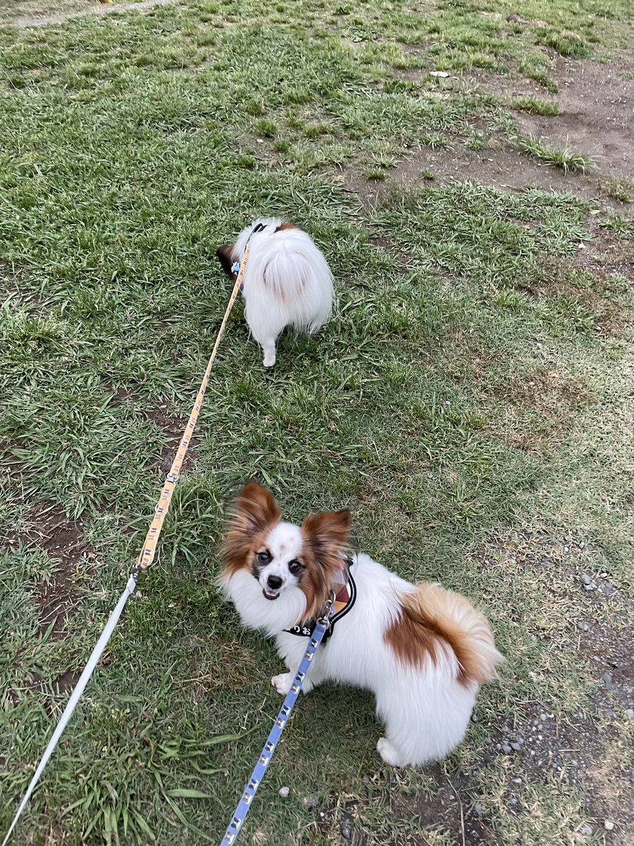 kusinadahime's tweet photo. お天気は微妙ですけど、楽しくお散歩中
＃パピヨン
＃チワパピ
＃チワワ
＃犬のいる暮らし https://t.co/lHLxkeNI8t