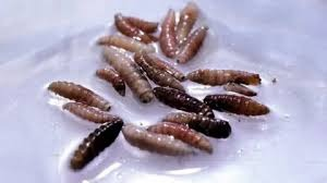 MarioNawfal's tweet photo. 🚨🇺🇸 Flesh-eating screwworm detected in the US for the first time since 1966.

A 3-week-old calf in La Pryor, Texas, just 30 miles from the Mexican border, is the first confirmed case.

This parasite burrows through living flesh. Females lay eggs in open wounds. If untreated, it kills the host.

The USDA is now establishing a 20km quarantine zone and preparing to release millions of sterile flies to contain the spread.

This has been advancing through Central America and Mexico for over a year. Everyone saw it coming.

Now it's here. And beef prices are about to feel it.