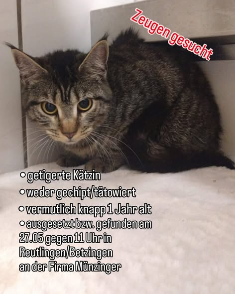 yolandaschultes's tweet photo. 72770 Reutlingen-Betzingen
Am 27.05 wurde gegen 11 Uhr von einer Frau und ihren Kindern eine ausgesetzte Katze entdeckt. Festgebunden am Kratzbaum, daneben das Klo inklusive Futter & Schüssel
Kopie
Ohne Worte...
Nachdem wir erst über den am 24.05 ausgesetzten Kater in Metzingen berichtet haben, geht es passend zur Ferienzeit gerade weiter.
Am 27.05 wurde gegen 11 Uhr von einer Frau und ihren Kindern eine ausgesetzte Katze entdeckt. Festgebunden am Kratzbaum, daneben das Klo inklusive Futter & Schüssel.
Das ganze spielte sich in der Nähe der Firma Münzinger an der Unhaldestraße in Betzingen ab. Die Kätzin ist vermutlich noch kein Jahr alt, leicht langhaarig & hat weder Chip noch Tattoo.
Großen Dank an die Finderin die trotz schwerer Katzenallergie und ihrem Baby, die Katze & alle Beweise gesichert hat.
Wer kennt diese Katze?
Vermutlich war sie bisher noch nicht draußen da sie komplett eingefroren in ihrem Kratzbaum saß. Irgendwo fehlt jetzt diese Katze, diese Kratzbaum & dieses Katzenklo. Wer hat vielleicht vor Ort an der Firma etwas gesehen?
Hinweise gerne per PN, an katzen@tierschutzverein-reutlingen.de oder telefonisch unter 07121 14480660.