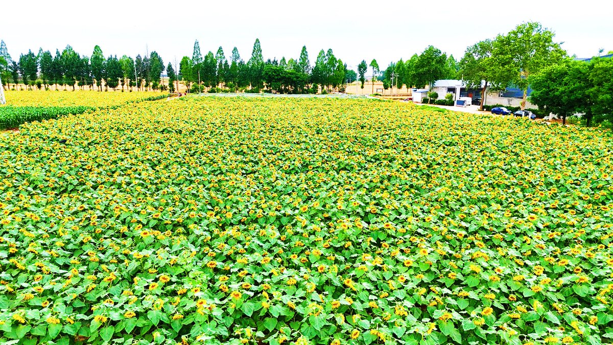 AmazingXianyang's tweet photo. A golden sea of sunflowers in Xianyang 🌻
Xingping, Xianyang is serving pure summer vibes.Over 100 mu of sunflowers in full bloom – like walking into a Van Gogh painting but make it 3D Wind blows.
#XianyangSunflowers #GoldenSummer #ShaanxiNature #SunflowerField #Xianyang https://t.co/7Gt46NVfyh