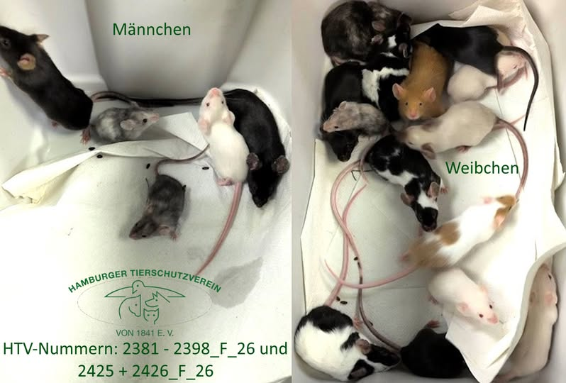 yolandaschultes's tweet photo. Hamburg · Eilbek · Wagnerstraße · 22089
Farbmäuse in einer Kiste ausgesetzt
Kopie Hamburger Tierschutzverein
Diese 20 Farbmäuse wurden am 1.6.2026 im Flur einer tierärztlichen Praxis in der Wagnerstraße in Eilbek in einer Kiste ausgesetzt, in der sich auch ein Holtunnel befand. Es handelt sich um fünf männliche und 15 weibliche Tiere.
HTV-Nummern: 2381-2398_F_26 und
2425 & 2426_F_26
Wer kennt diese Fundtiere? Bitte meldet Euch unter 040 211106-0. Wir danken Euch für Eure Hilfe!