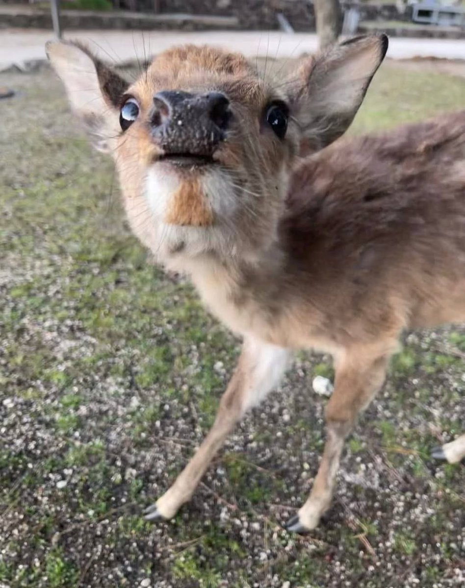 phenrir__'s tweet photo. @sillysproutt Date idea: tbey turn into deers https://t.co/6TaqNZePHC