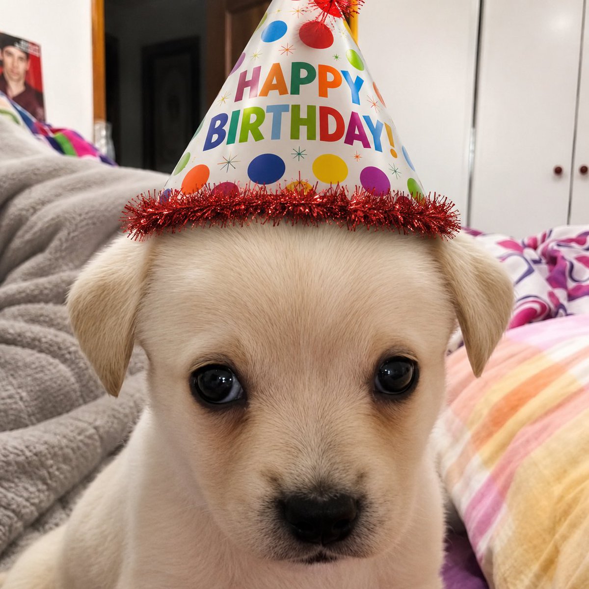 JustADogDotFun's tweet photo. https://t.co/QGBQbBbaVP