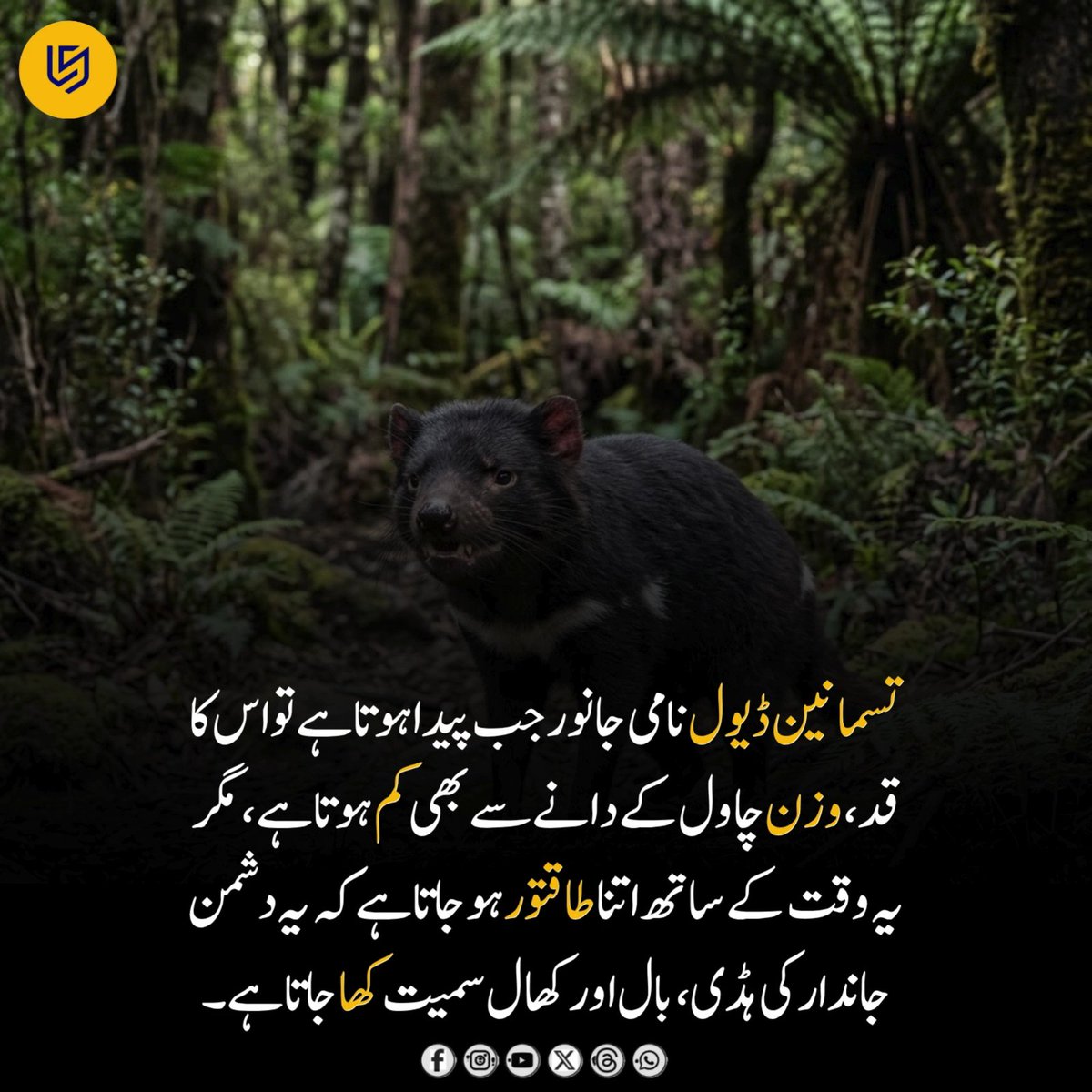 LocalStret's tweet photo. ۔Tasmanian Devil آسٹریلیا کے جزیرے تسمانیہ میں پایا جانے والا ایک منفرد گوشت خور جانور ہے۔ حیرت انگیز بات یہ ہے کہ پیدائش کے وقت اس کا بچہ تقریباً چاول کے دانے جتنا چھوٹا ہوتا ہے، لیکن بڑا ہو کر اپنے طاقتور جبڑوں اور تیز دانتوں کی بدولت ہڈیوں، بالوں اور کھال سمیت خوراک کھا سکتا ہے۔

یہ جانور اپنی خوفناک آوازوں اور جارحانہ شکل کی وجہ سے "شیطان" کہلاتا ہے، تاہم یہ عام طور پر انسانوں کے لیے خطرناک نہیں ہوتا۔ تسمانیائی شیطان مردار جانوروں کو کھا کر ماحول کو صاف رکھنے میں اہم کردار ادا کرتا ہے اور قدرتی ماحولیاتی نظام کا ایک اہم حصہ ہے۔

بدقسمتی سے ایک متعدی بیماری اور رہائش گاہوں کے نقصان کی وجہ سے اس کی تعداد میں کمی آئی ہے، جس کے باعث اس کے تحفظ کے لیے مختلف اقدامات کیے جا رہے ہیں۔

#TasmanianDevil #Wildlife #Nature #AnimalFacts #WildAnimals #Tasmania #NatureLovers #AnimalKingdom #WildlifePhotography #AmazingNature