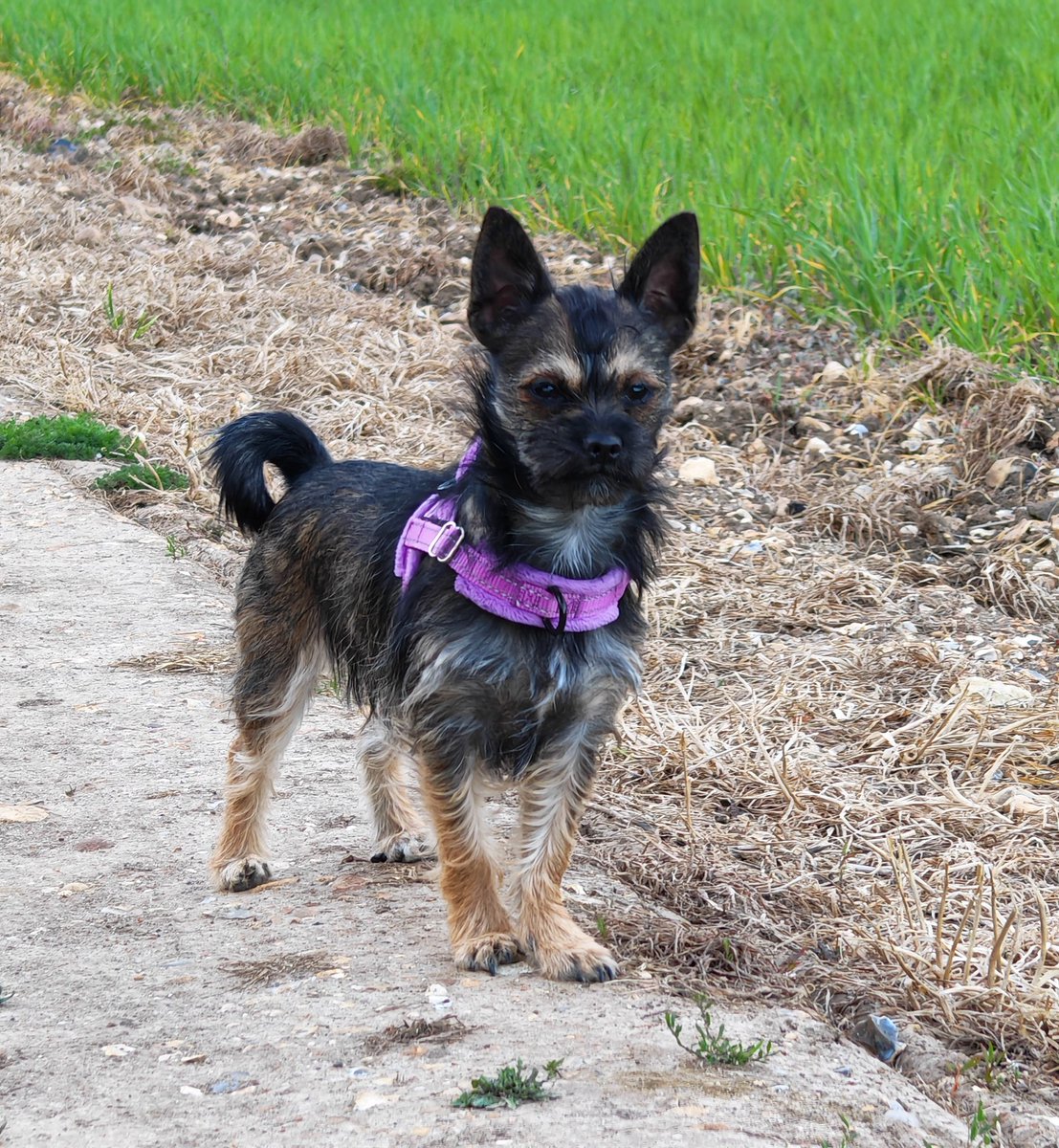 VicDuncan1's tweet photo. @thisandtatt Is he a border terrier? I not long ago got a chihuahua that was supposedly crossed with a sausage dog but she's turned out to be half border terrier herself 🤣 https://t.co/lQM1T9iqeY