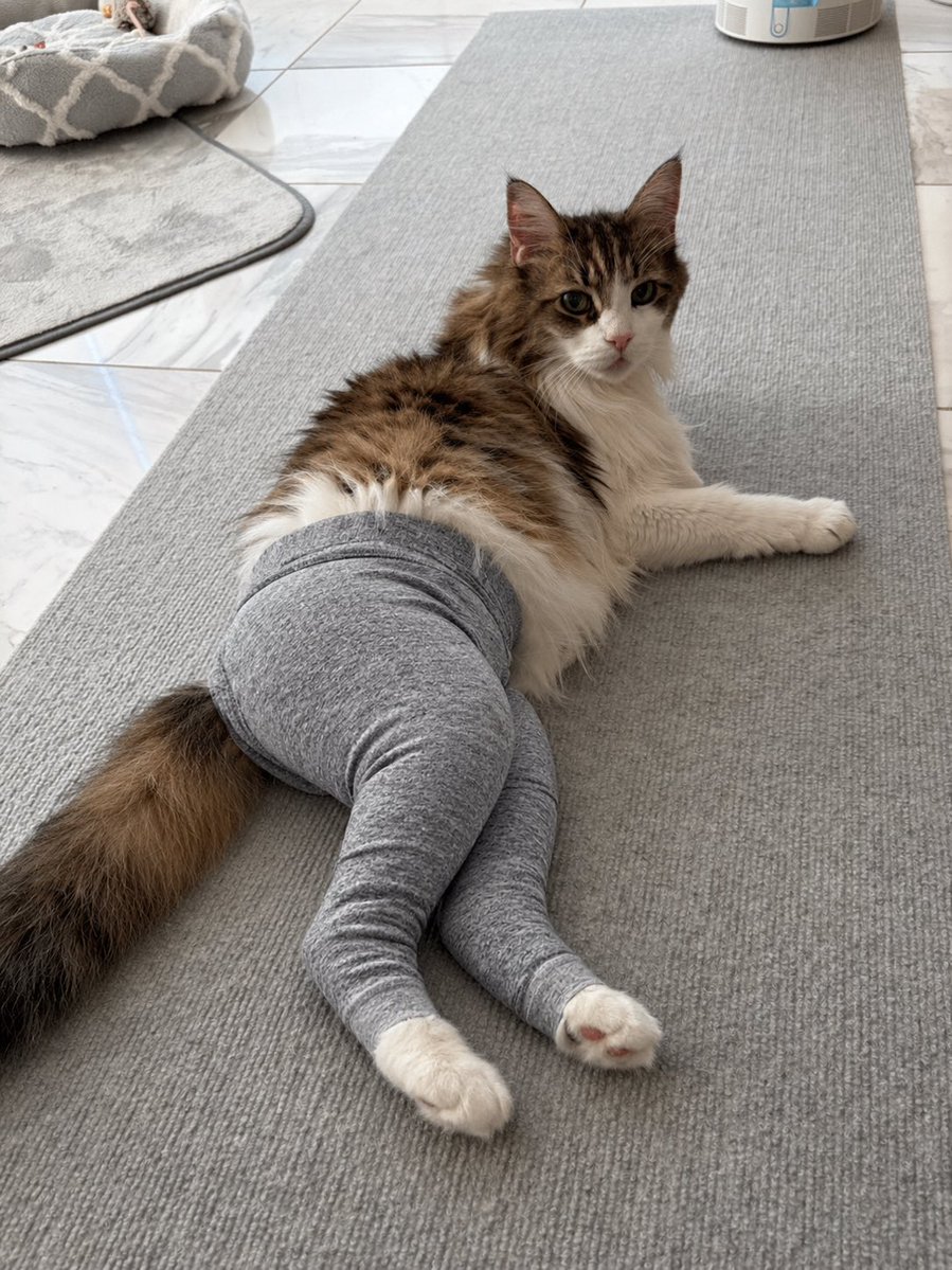 GhP4r's tweet photo. 最近流行ってるヨガパンツ猫やってみた🧘‍♀️🧘‍♀️笑える https://t.co/lAT6wDEVo8