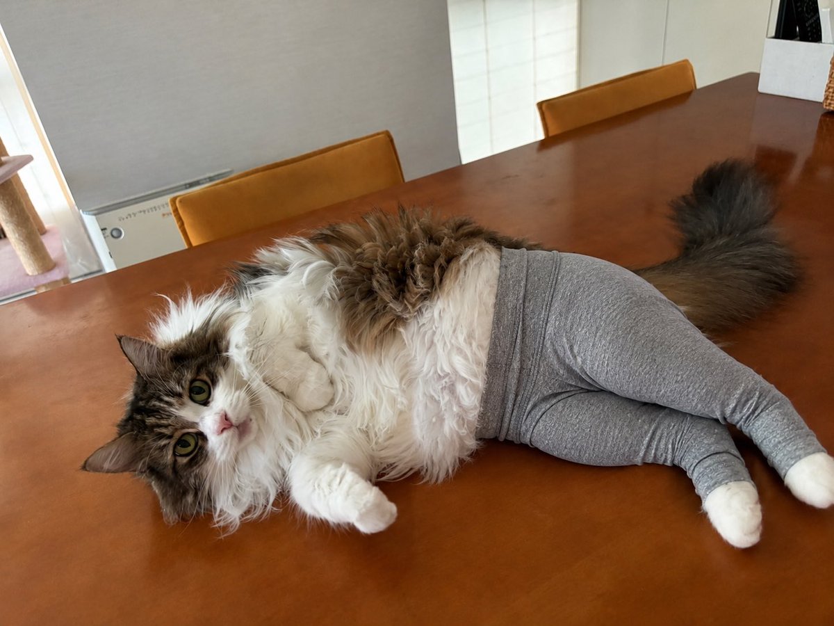 GhP4r's tweet photo. 最近流行ってるヨガパンツ猫やってみた🧘‍♀️🧘‍♀️笑える https://t.co/lAT6wDEVo8