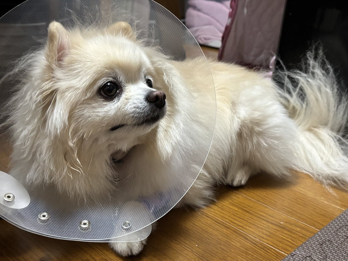 yu69na's tweet photo. 退院して帰ってきました㊗️
やっぱり元気ないし慣れないエリザベスカラーでぶつかりまくってるけど…😂
生きて帰ってきてくれてありがとう😭 https://t.co/FCK5dCdZJl
