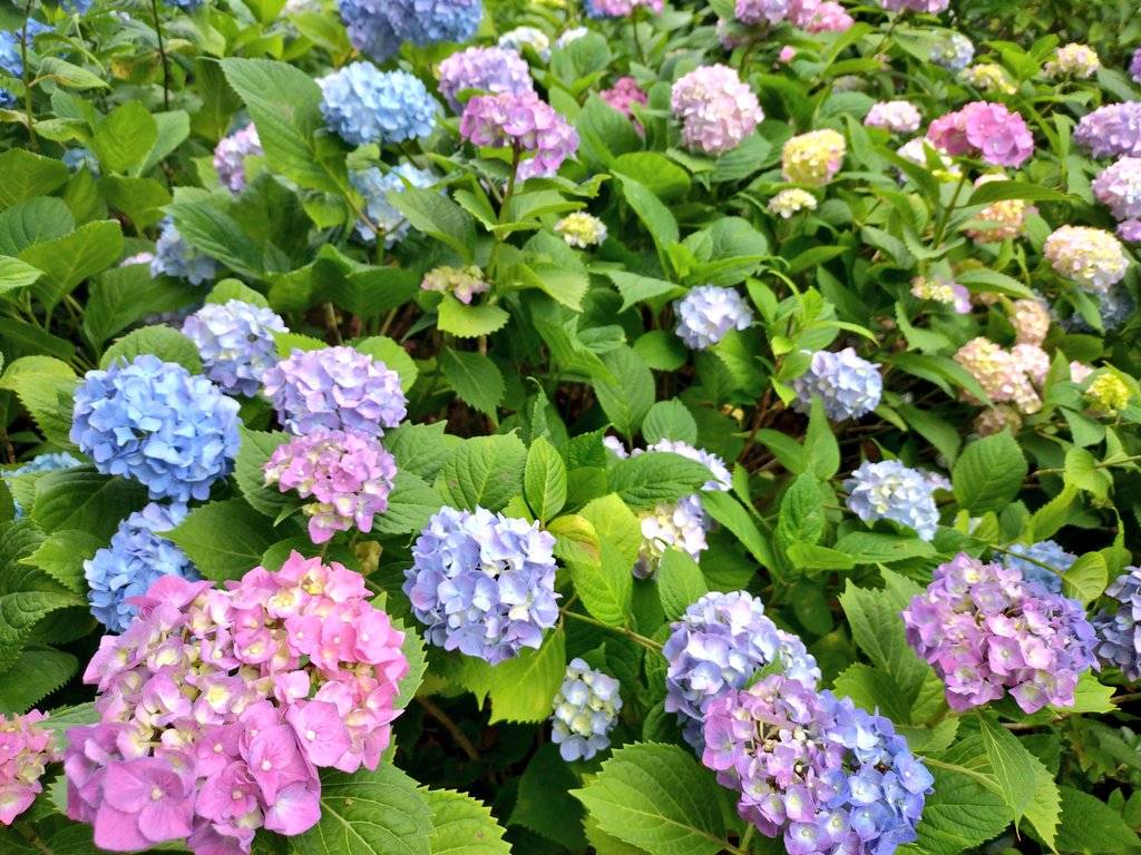 name56s's tweet photo. 🐌☂️
#梅雨入り #紫陽花 https://t.co/AJwzvX09HT