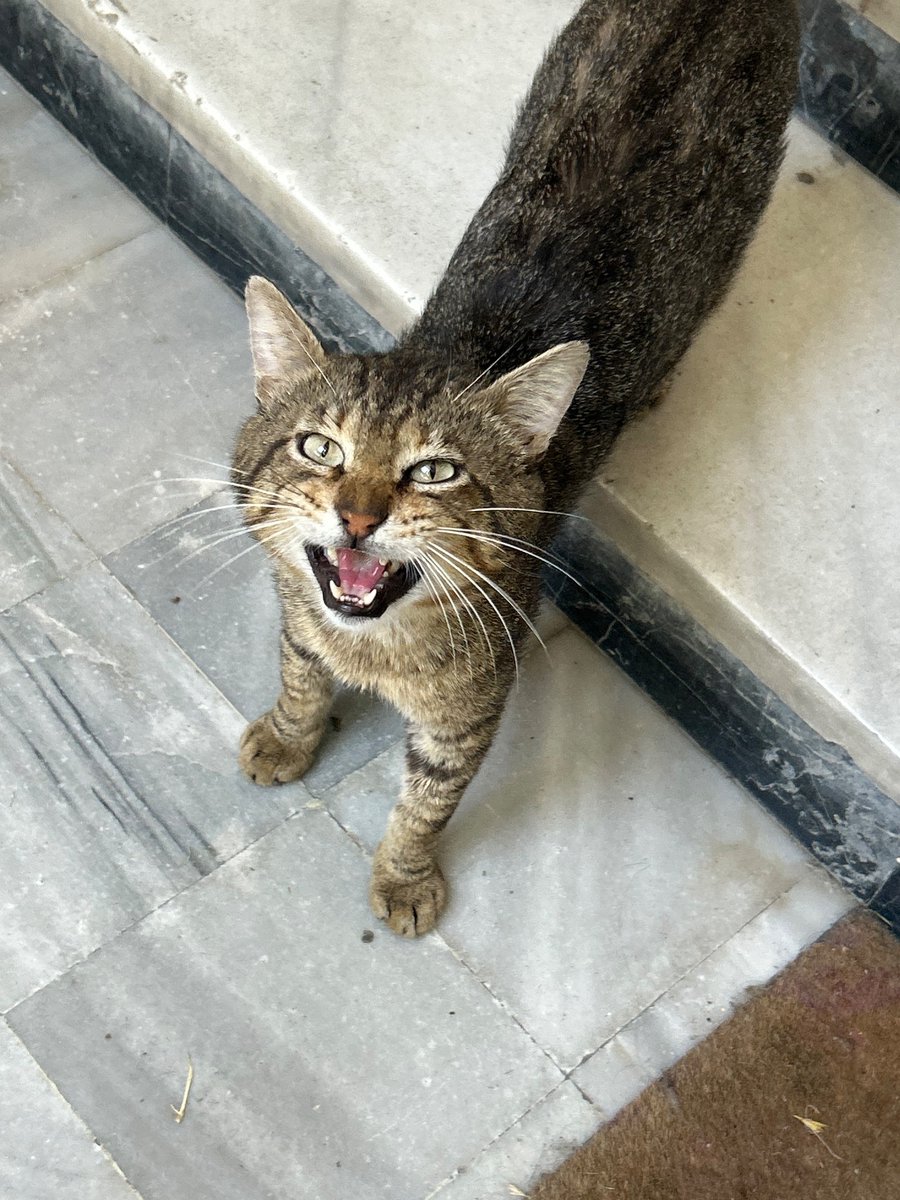 ays__ee's tweet photo. bugün de peşimize bu takıldı benle eve gelen kedi sayısı her gün artıyo kocaman bi aile olduk. https://t.co/lOnsKcv87l