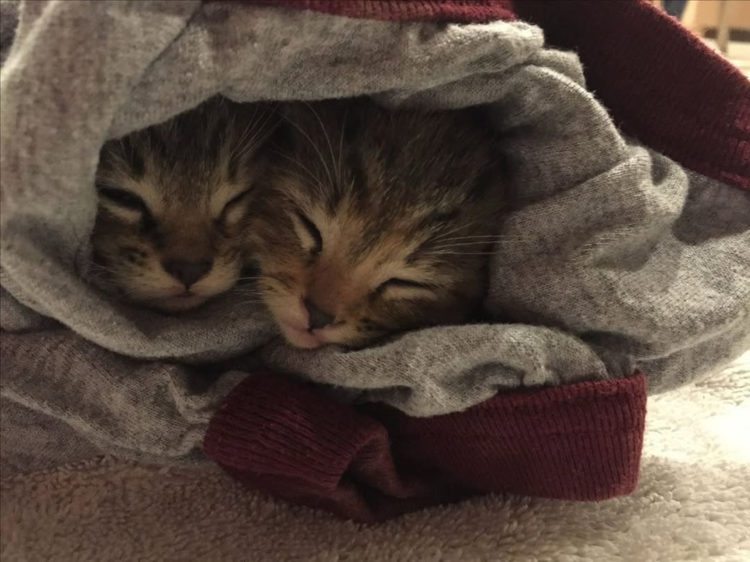 catsworldaura's tweet photo. https://t.co/2vdAk4QScp