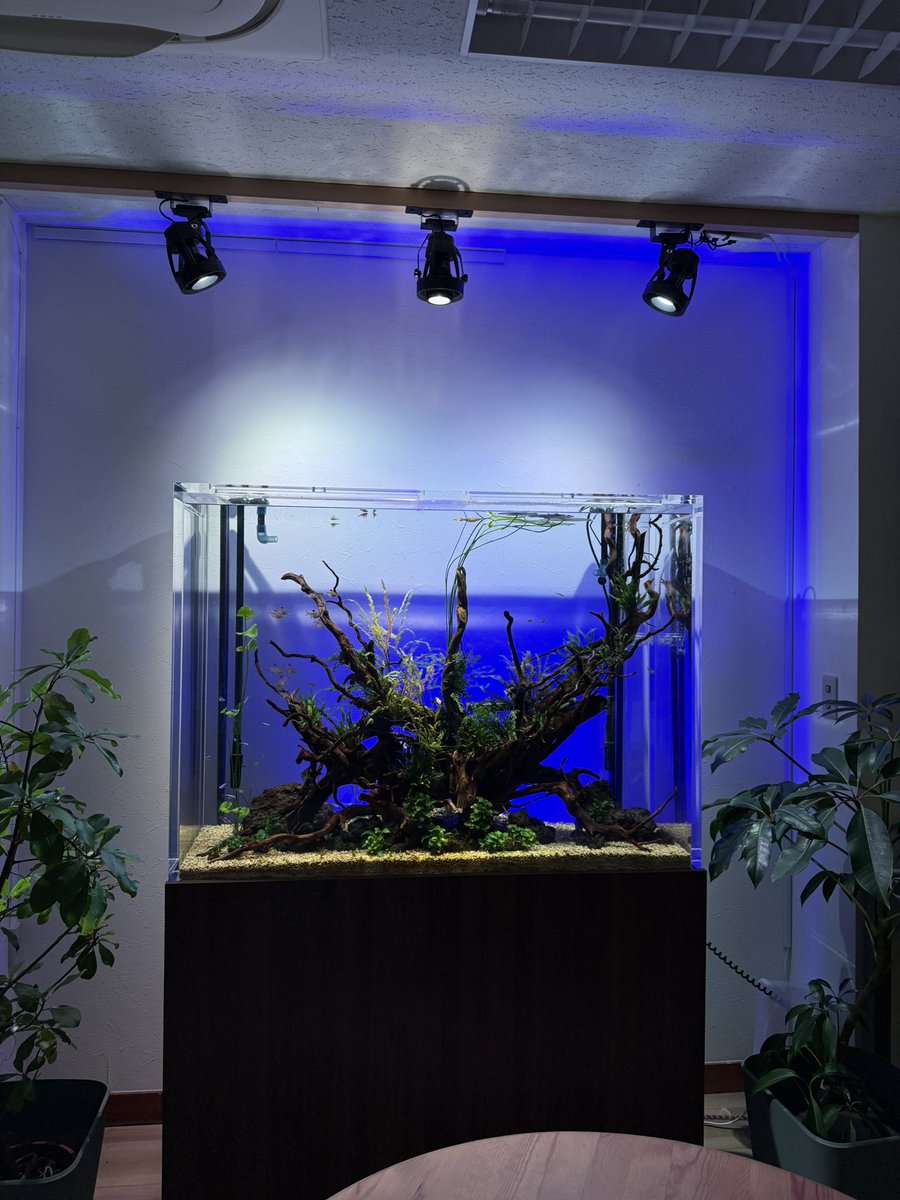 aquarentarium's tweet photo. 20年ほど前は水槽背面にライティングするのにハマってたけど、いつの間にか好みから外れました。水槽の好みって移り変わるけど、中学生の時見たリシアから気泡が出る水槽は、いまだに好きだなー。 https://t.co/m42qhzjH2i