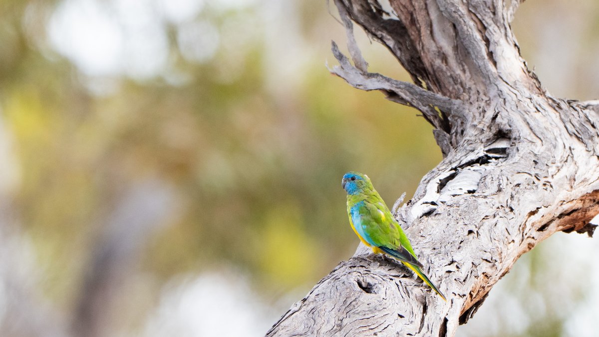 aves_bird's tweet photo. Scarlet-chested Parrot is highly nomadic within the Great Victoria Desert, meaning that sightings completely depend on rainfall and food availability. Fortunately encountered a small flock, although the adult male was a bit distant. South Australia, Jan 2026. https://t.co/XluIOb3snS