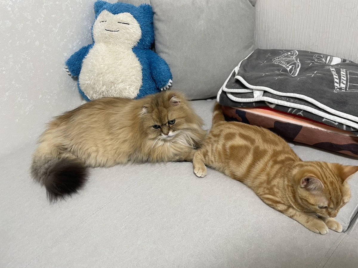 yuum0813's tweet photo. https://t.co/CEyaSdpyIn
