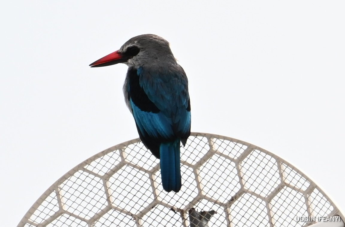 IfeanyiUddin's tweet photo. Birds of Lagos (Woodland Kingfisher - Halcyon senegalensis).
#BirdsOfLagos https://t.co/Tzc2zqjCgW
