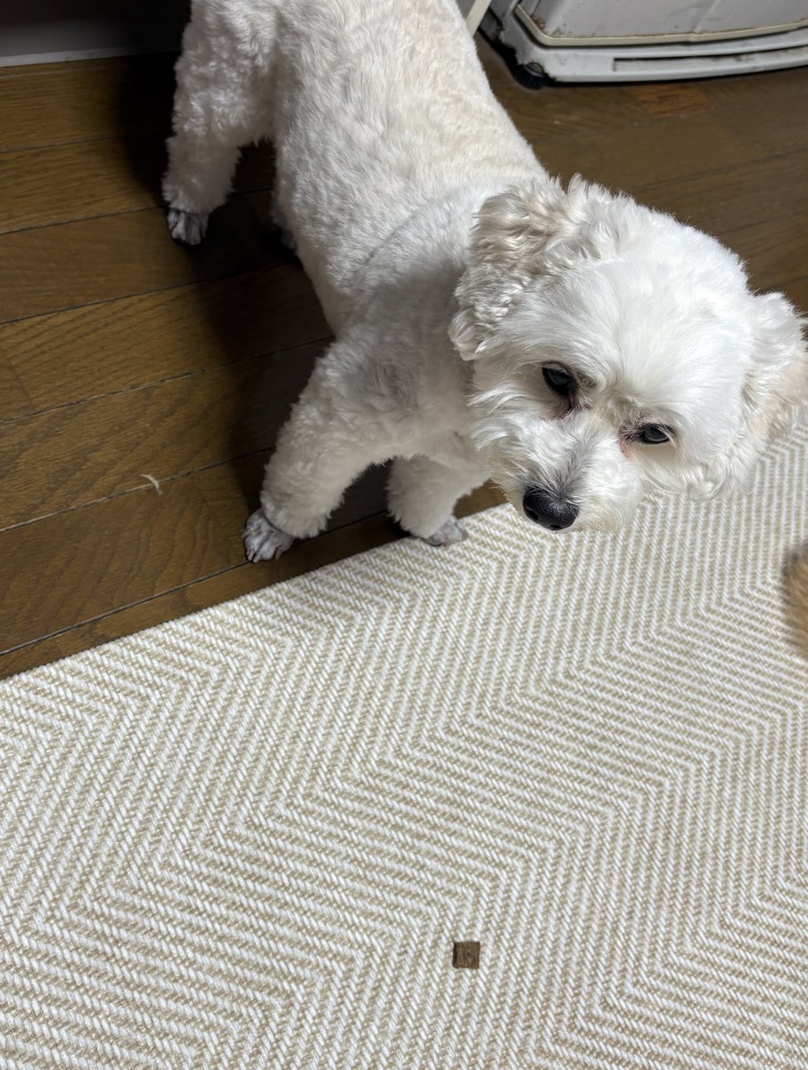 ymr_sub's tweet photo. これはカリカリ1粒おすそわけに来たイッヌ https://t.co/Klc8PW9uon
