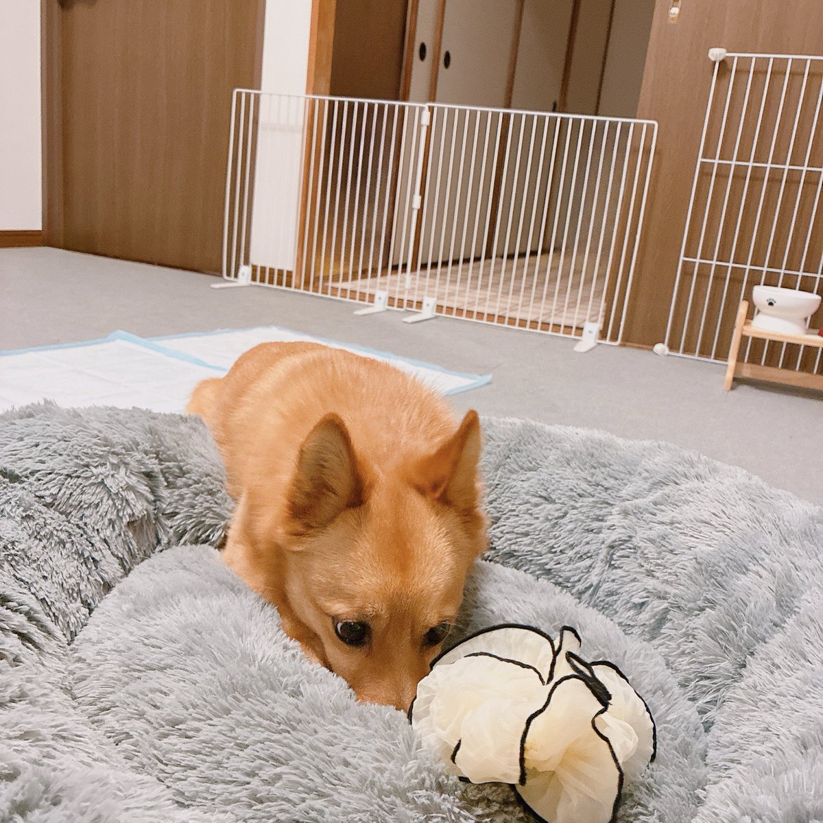 c__pun's tweet photo. いつも私のシュシュ持ってきてじーっと観察してるの何 https://t.co/G1beRBzy7e