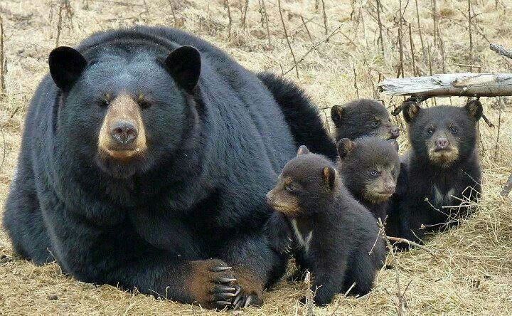 AnimalLove_22 tweet picture
