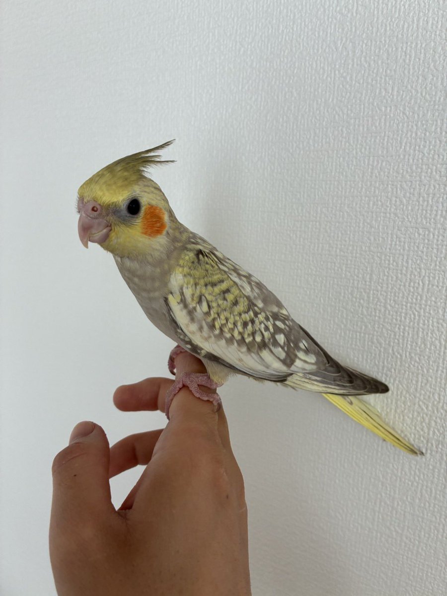 torihito_'s tweet photo. オカメ達ですが
皆んな挿餌が終わりました！！

ルチノーパール、シナモンパール、ホワイトフェイスシナモンパールについて
お迎え可能です！！😊
#オカメインコ　#長野　#千曲　#須坂　#上田 https://t.co/ykUrckvTxf