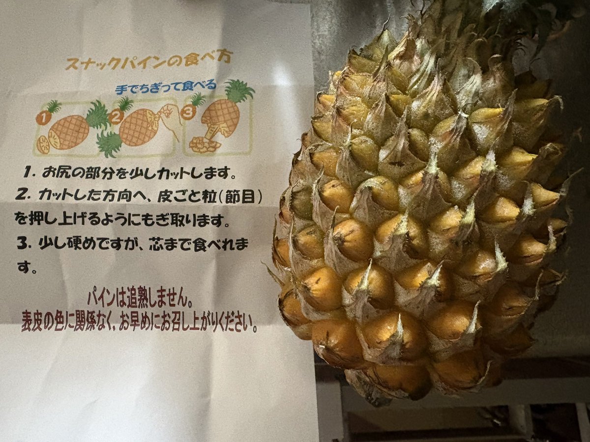 challengeaccel1's tweet photo. 東村産のスナックパイン。手でちぎって気軽に食べられる。道の駅サンライズひがしで買ったら、食べ方説明書もつけてもらえてとても親切。 https://t.co/EUAFUzHgvb