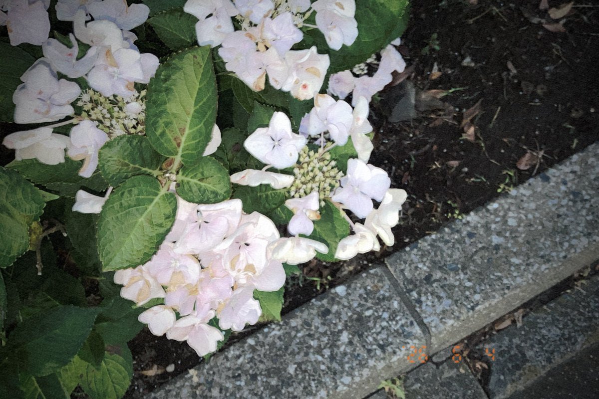 umi_retro_snap's tweet photo. 35mm snap

umi カメラ | 無料iPhoneカメラアプリ
https://t.co/mjN1JyWMfL

iPhoneでフィルム風撮影好きな方に使っていただきたいアプリです！
iPhone8から快適に使えます📸
#写真好きな人と繋がりたい
#iPhone撮影 #スマホ写真 #filmlook https://t.co/bFAOlhT7Mz