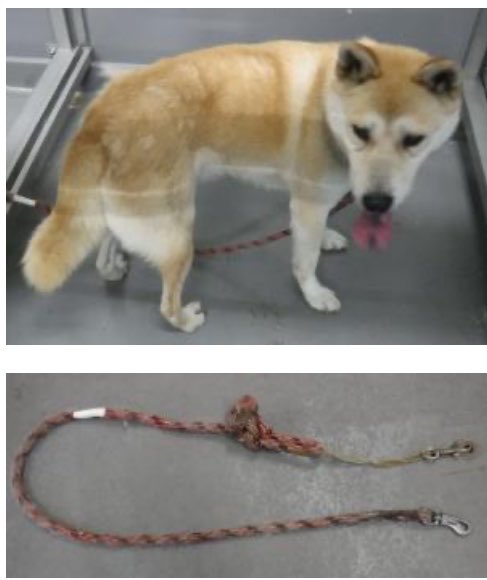 hgwj2WODcjLjHal's tweet photo. 🆘山口県萩健康福祉センターで待っています🆘#拡散希望 #迷い犬
管理番号1
6/4 #萩市 #大字椿東 #無田ヶ原 よりチェーン首輪に赤系リード付き #茶 色雄の中型犬保護
飼い主さんは☎️ 0838-25-2665へ!
迷子扱いは基本4日
以降里親様も募集
⚠️センターへは飼主、里親希望以外☎️❌
https://t.co/5wXZ4WMX8i https://t.co/LQ7KYQ1lN9