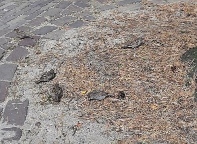 EllyDriebergen's tweet photo. Musjes scharrelen op het pleintje bij de grote eik.
#juni_heligrafie @Laurentius66 #zanderig https://t.co/FuBRlPWa3r