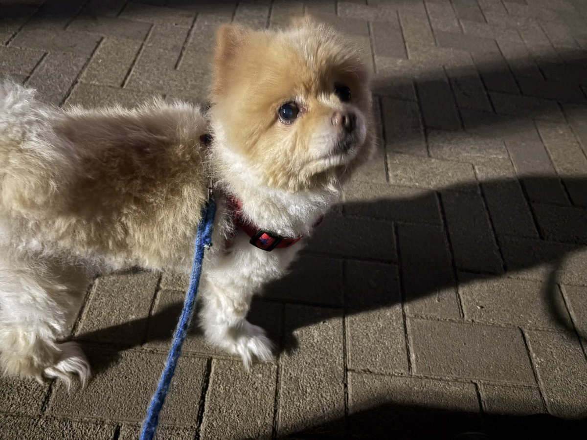 JakeMFF's tweet photo. こんばんは(*^ω^*)
クゥ🐶と散歩中🐕🚶‍♂️🌃
今日もよろしくお願いします( • ̀ω ⁃᷄)✧🌺
#愛犬 #散歩 #犬のいる幸せ #犬のいる暮らし #JakeMFF #ポメラニアン https://t.co/ayQSrkWZVI