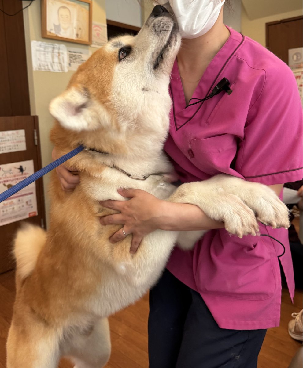 秋田犬あさひ akitainu asahi tweet media