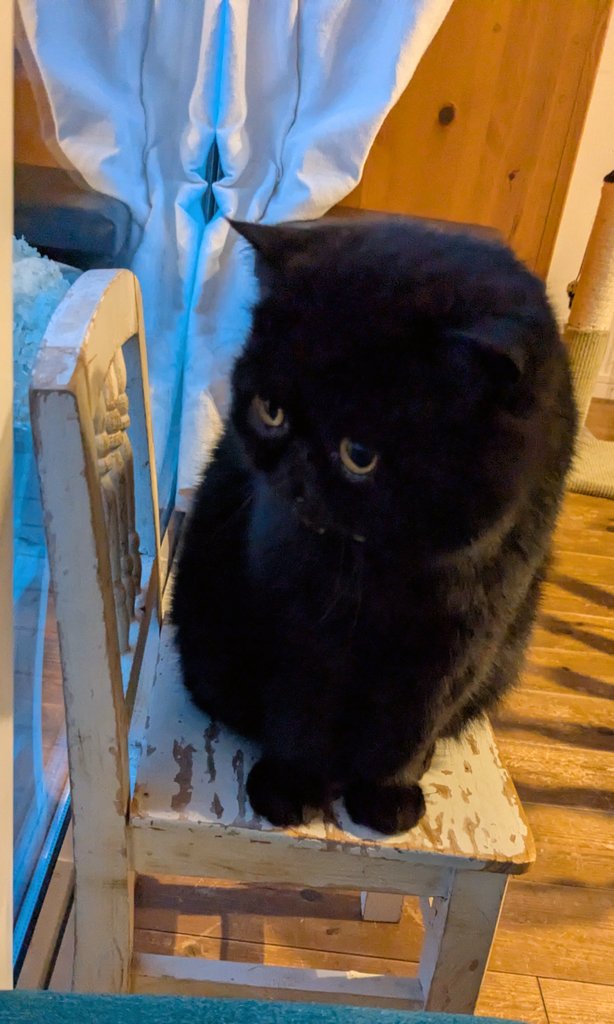 黒猫