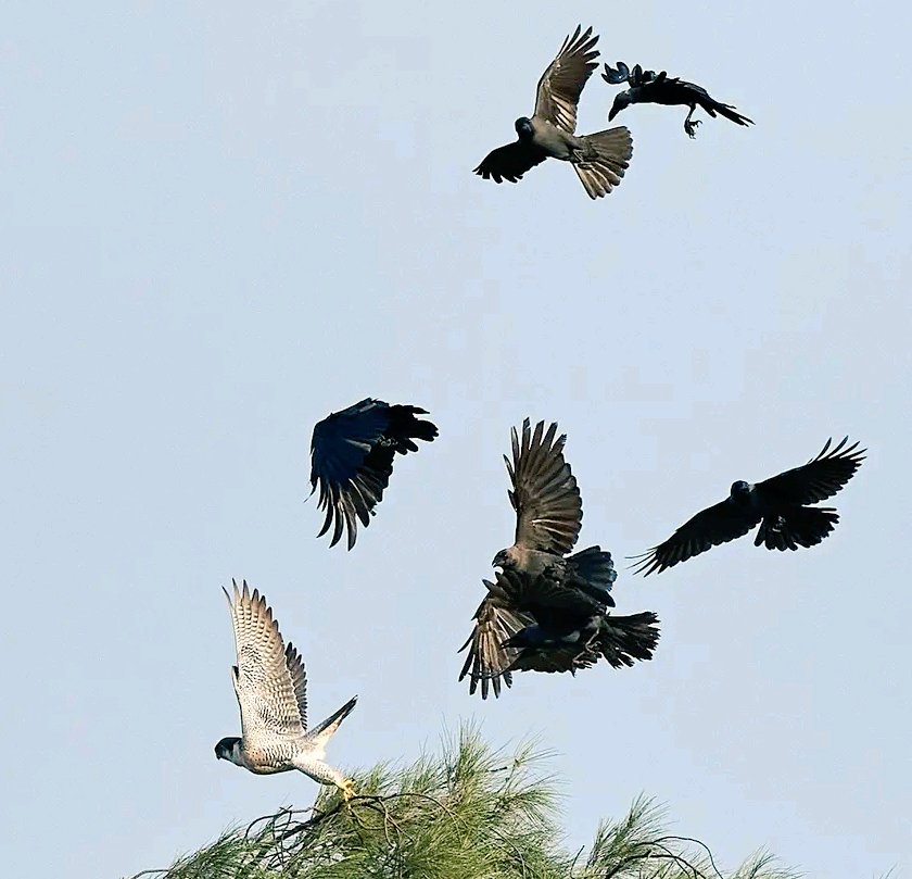 chaoticformula's tweet photo. @Falconincrisis1 @crowvael bro went from hunting to flying for his life😁😁 https://t.co/ujrsUrnu7m