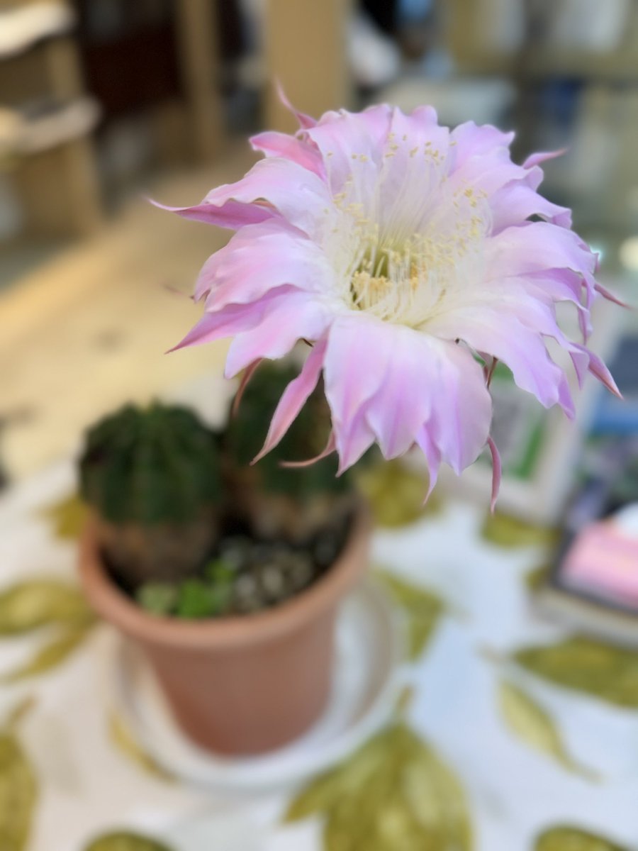 keitarooki's tweet photo. サボテン名人のオカンゆきこが育てた違う種類のサボテンの花咲きました！
1日だけ咲くのが何とも潔くて好きです。
サボテンって色も花の形もちょっとずつ違うのが面白い！ https://t.co/Z8FxgtbiJY