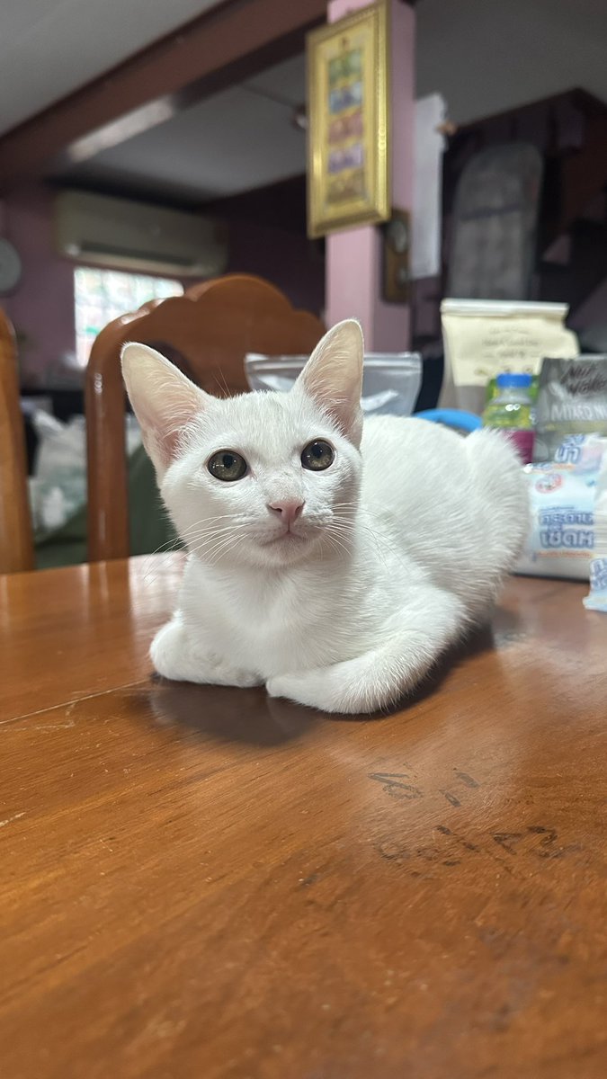 tikung_kati's tweet photo. หาบ้านใหม่ให้น้องสโนว์ค่า
น้องเป็นแมวจร แม่เก็บมาเลี้ยงดูแลชั่วคราว เพื่อหาบ้านใหม่ให้น้อง
อายุราว 3-4 เดือน เพศเมีย
สดใส ร่าเริง เล่นเก่ง ขี้อ้อน ติดคน
ตรวจสุขภาพแล้ว แข็งแรง 
(1)
#แมวหาบ้าน #หาบ้านให้แมว #แมวจรหาบ้าน https://t.co/ylwdWOVuur