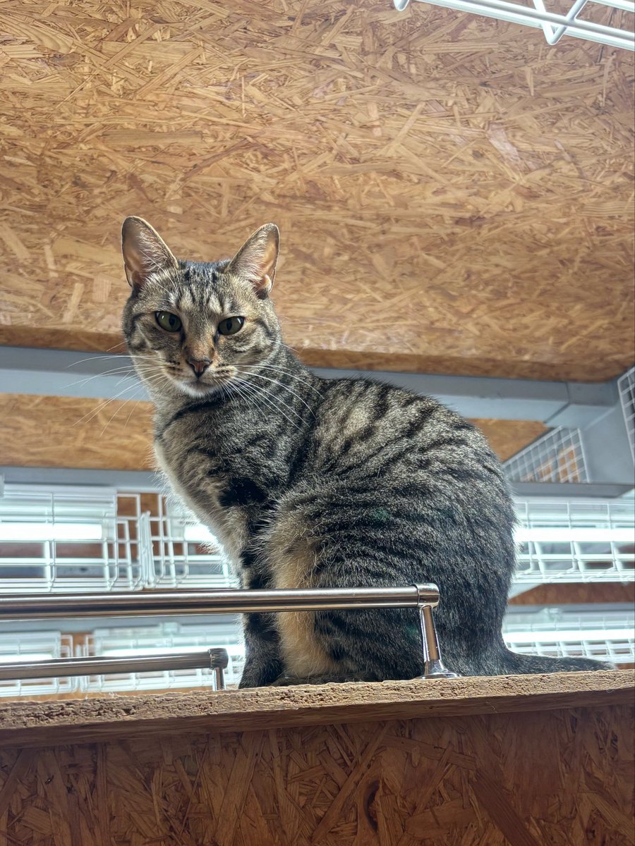 meooow_cat1123's tweet photo. 本日もありがとうございました🙏

明日6/5は16:20頃オープンです‼️

お間違えのないようにお越しください☺️

#保護猫カフェ 
#ミャーーーオ https://t.co/7lFDsIty1N