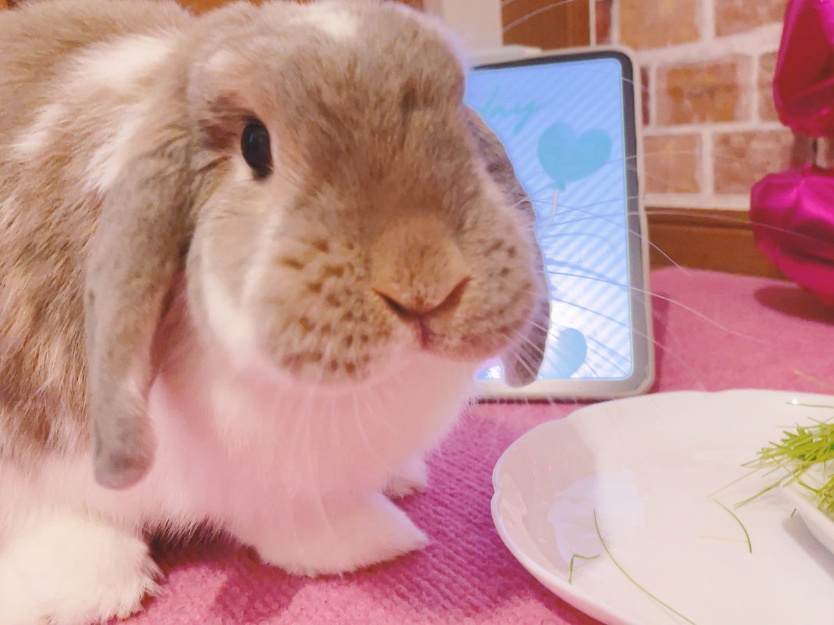 komugirabbit64's tweet photo. こむぎ5歳になりました🐰🎉
大好物のバナナ&amp;大葉+αのプレートでお祝いしました🍌🌱 https://t.co/sqqEp8eCSv