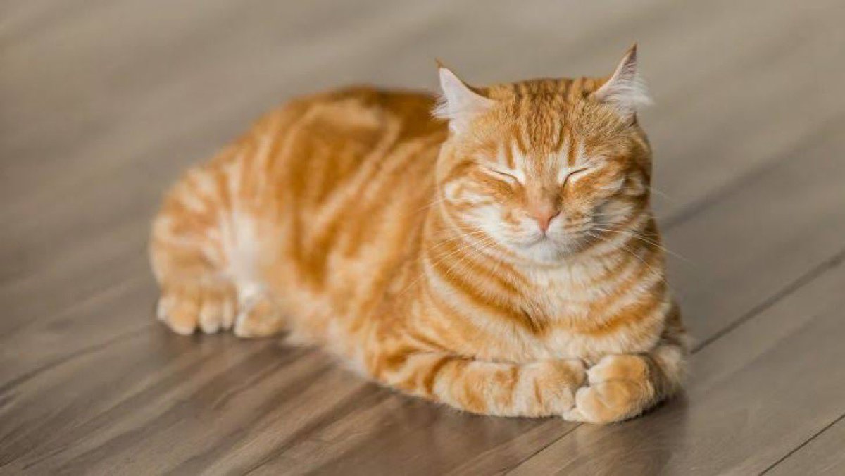taghaberleri's tweet photo. Yeni Zelanda’da bir kedi, yıllarca iki farklı ev arasında gizlice yaşadı.

Bir aile onu kendi kedileri sanıp Ming diye çağırıyordu, diğer aile ise onu Cleo olarak biliyordu.

Kedi iki eve de gidiyor, iki taraftan da yemek, ilgi ve sevgi alıyordu.

Gerçek ortaya çıkınca aileler durumu yerel gazeteyle paylaştı. İki aile de kediyi beslemeye ve ona bakmaya aynı şekilde devam etti.
