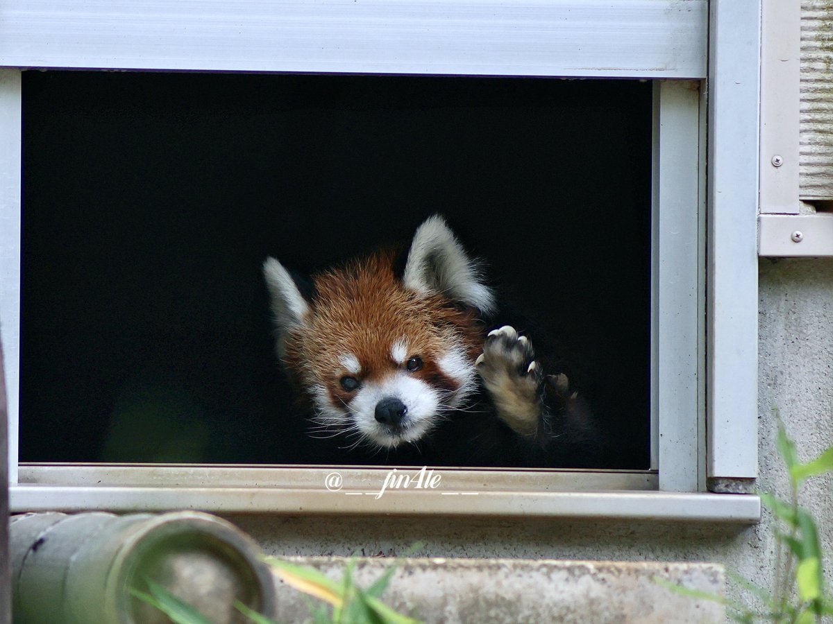 __fin4le__'s tweet photo. 風太くんまたね〜！！

#千葉市動物公園
#レッサーパンダ
#風太 https://t.co/ka142ojRar