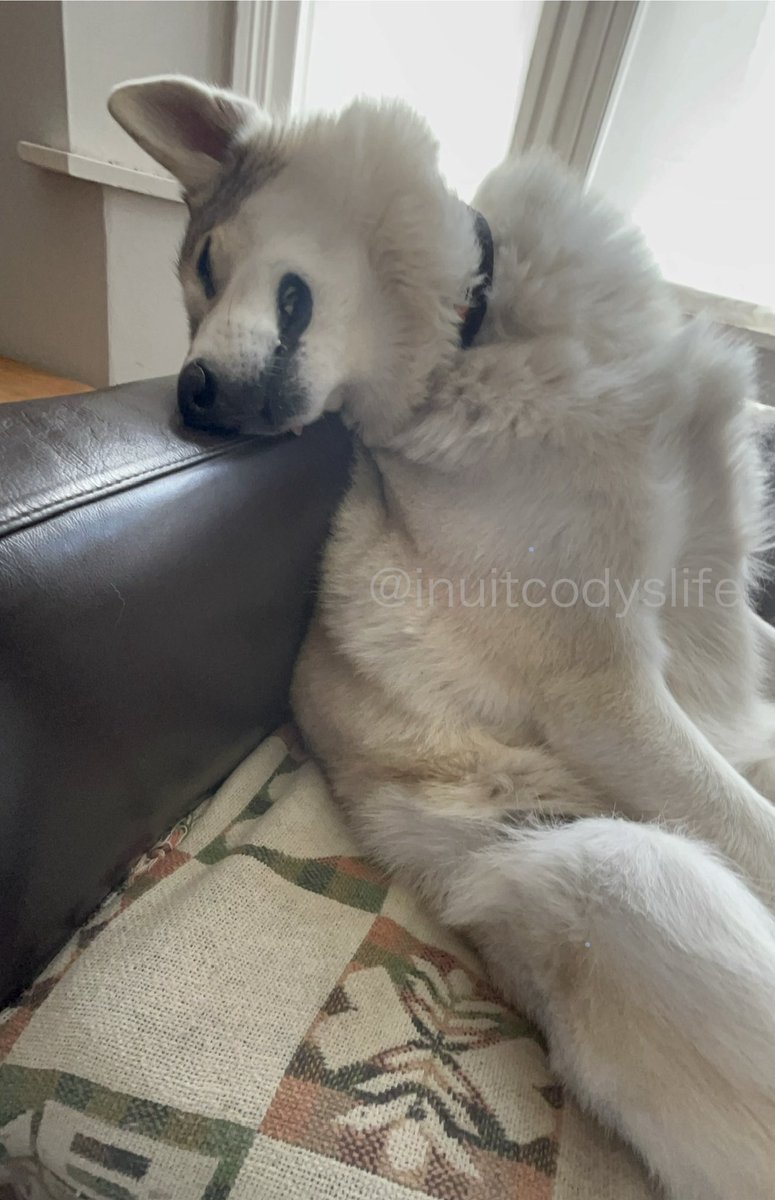 inuitcodyslife's tweet photo. 安心しきってる寝姿

犬が信頼している証7つという
動画を見て　
寝姿もその一つだと知り
見てみたら
過去写真にこれがあった😂 https://t.co/GF43CHJtas