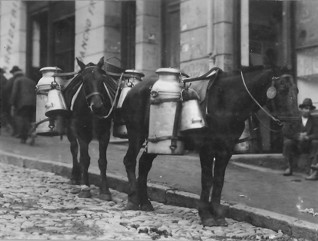 RenzoVaccarezza's tweet photo. Durante muchos años por la topografía de Valparaíso, el burro, la mula y el caballo, fueron un medio de transporte irreemplazable. https://t.co/QmvToJDCjx