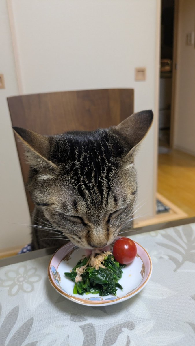 AkifumiOga80098's tweet photo. @f563fV7dgJ84683 🥬ほうれん草も
美味しそうに食べてました😸😊 https://t.co/03NRth8tUX