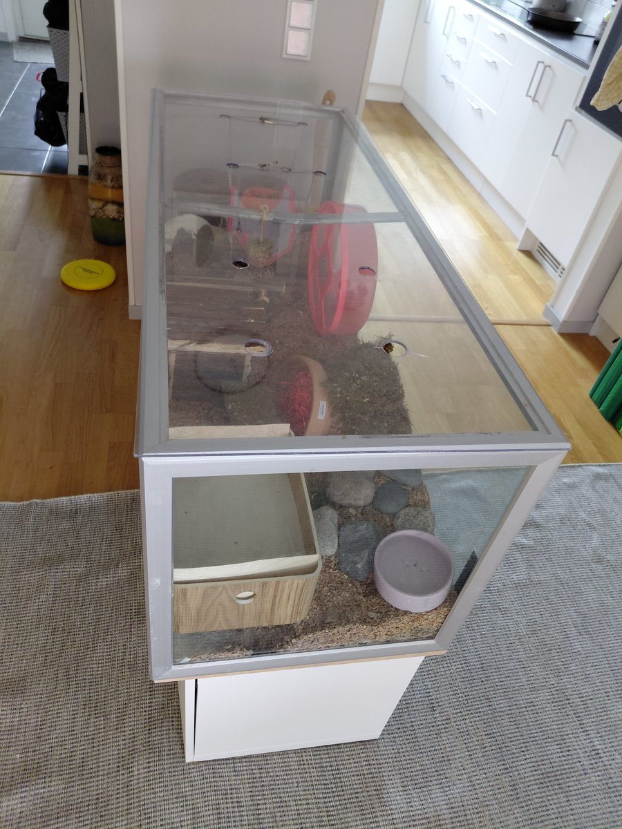 to773's tweet photo. @Pro_Tradings Skulle säga hamster. Själva kan lämnas över en helg och går att kela med dem. Marsvin måste du ha två och ge dem mat dagligen. Samt massa hö inte bra för gräsallergi. Har haft båda djuren. https://t.co/oEQEZeGvBW